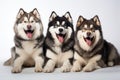 Alaskan Malamute Family Foursome Dogs Sitting On A White Background