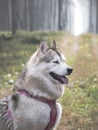 Alaskan Malamute female with pink harness