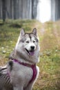 Alaskan Malamute female with pink harness