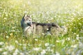 Alaskan malamute in flowers meadow Royalty Free Stock Photo