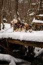 Alaskan Malamute with gray and white thick fur and harness elements on running along snow-covered wooden bridge Royalty Free Stock Photo