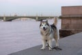 Alaskan Malamute in the historical center of St.Petersburg