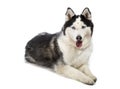 Alaskan Malamute or Husky Dog Isolated on White Royalty Free Stock Photo