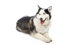 Alaskan Malamute or Husky Dog Isolated on White Royalty Free Stock Photo