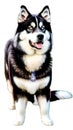 Alaskan Malamute illustration Artificial Intelligence artwork generated Royalty Free Stock Photo