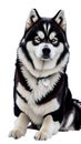 Alaskan Malamute illustration Artificial Intelligence artwork generated Royalty Free Stock Photo