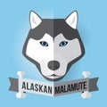 Alaskan Malamute