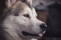 Alaskan Malamute indoor closeup