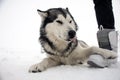 Alaskan Malamute lies on the snow,putting his paw on the leg of a man Royalty Free Stock Photo