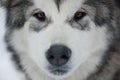 Alaskan Malamute muzzle