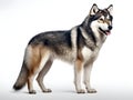 The Alaskan Malamute is one of the oldest dogs used for sledding in the Arctic. Generative AI