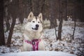 Alaskan Malamute with pink harness