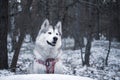 Alaskan Malamute with pink harness