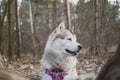 Alaskan malamute with pink harness in the woods