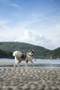 An Alaskan Malamute playing at the beach Royalty Free Stock Photo