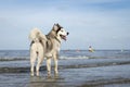 An Alaskan Malamute playing at the beach Royalty Free Stock Photo