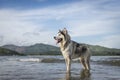 An Alaskan Malamute playing at the beach Royalty Free Stock Photo