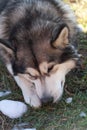 Alaskan Malamute playing with the first snow Royalty Free Stock Photo