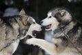 Alaskan malamute Royalty Free Stock Photo