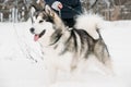 Alaskan Malamute Playing Outdoor In Snow, Winter Season. Playful