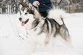 Alaskan Malamute Playing Outdoor In Snow, Winter Season. Playful