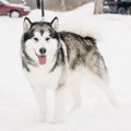 Alaskan Malamute Playing Outdoor In Snow, Winter Season. Playful