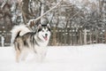 Alaskan Malamute Playing Outdoor In Snow, Winter Season. Playful Pets