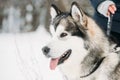 Alaskan Malamute Playing Outdoor In Snow, Winter Season. Playful