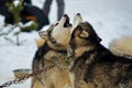 Alaskan Malamute playing in the snow Royalty Free Stock Photo