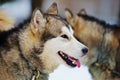 Alaskan Malamute playing in the snow Royalty Free Stock Photo