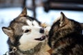 Alaskan Malamute playing in the snow Royalty Free Stock Photo