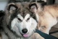 Alaskan Malamute posing on a couch