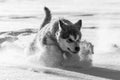Alaskan malamute pup playing in the snow Royalty Free Stock Photo