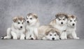 Alaskan malamute puppies Royalty Free Stock Photo