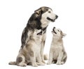 Alaskan Malamute puppies and their mum sitting Royalty Free Stock Photo