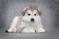 Alaskan malamute puppy Royalty Free Stock Photo