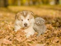 Alaskan malamute puppy and baby kitten in autumn park Royalty Free Stock Photo