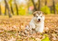 Alaskan malamute puppy and baby kitten in autumn park Royalty Free Stock Photo