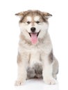 Alaskan malamute puppy dog sitting in front. isolated on white Royalty Free Stock Photo