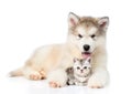 Alaskan malamute puppy embracing tiny kitten. isolated on white Royalty Free Stock Photo