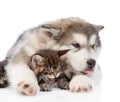 Alaskan malamute puppy hugging angry maine coon kitten. isolated on white Royalty Free Stock Photo