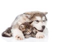 alaskan malamute puppy hugging maine coon kitten. isolated on white background Royalty Free Stock Photo