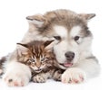 Alaskan malamute puppy hugging maine coon kitten. isolated on white Royalty Free Stock Photo