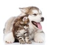 Alaskan malamute puppy hugging maine coon kitten. isolated on white Royalty Free Stock Photo