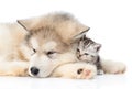 Alaskan malamute puppy hugging tiny kitten. isolated on white Royalty Free Stock Photo