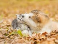 alaskan malamute puppy kissing scottish kitten in autumn park Royalty Free Stock Photo