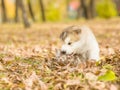 Alaskan malamute puppy licking cute tabby kitten in autumn park Royalty Free Stock Photo