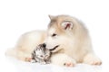 Alaskan malamute puppy licks a kitten. isolated on white