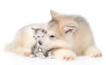 Alaskan malamute puppy licks a kitten. isolated on white background Royalty Free Stock Photo