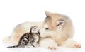 Alaskan malamute puppy licks a kitten. isolated on white background